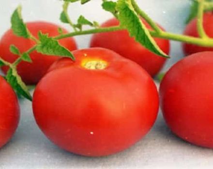 Descrizione e caratteristiche dei pomodori Faraone, qualità positive