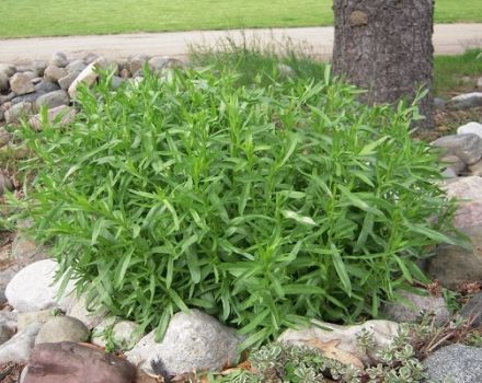 Cultivar, plantar y cuidar la hierba de estragón en campo abierto en casa, cómo propagar el estragón.