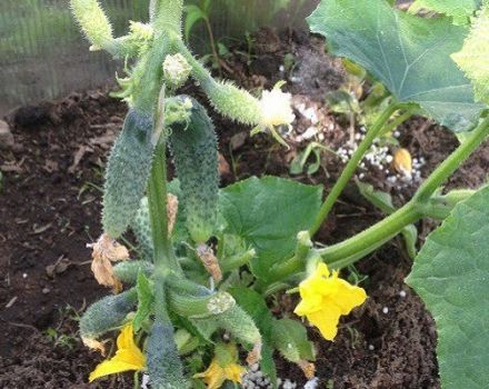 Je besser Gurken während der Blüte und Frucht füttern