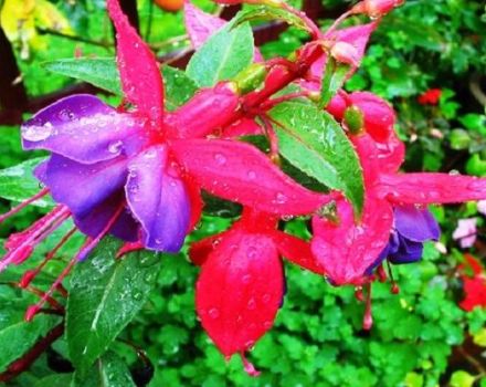 Description of varieties and popular types of fuchsia, planting and care