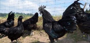 Descrição e características da raça de frango Ayam Tsemani, condições de detenção