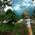 Cuándo y cómo usar herramientas para recolectar albaricoques de un árbol alto con sus propias manos.
