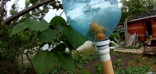 Πότε και πώς να χρησιμοποιήσετε εργαλεία για τη συλλογή βερίκοκων από ένα ψηλό δέντρο με τα χέρια σας