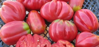 Characteristics and care features of the American ribbed tomato