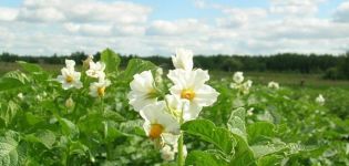 Да ли је могуће прскати кромпир током цветања из колорадског буба кромпира?