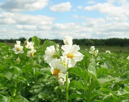 Ist es möglich, Kartoffeln während der Blüte vom Kartoffelkäfer zu sprühen?