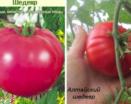 Ποικιλίες ποικιλιών ντομάτας αριστούργημα, περιγραφή και απόδοση
