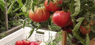 Characteristics and description of the Ural giant tomato variety, its yield