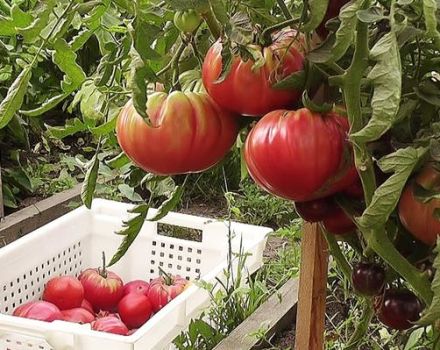 Характеристики и описание на сорта домат Урал гигант, неговият добив
