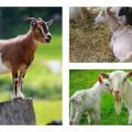 Why the goat is losing weight and what to do, methods of solving the problem and prevention