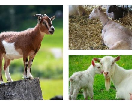 Nếu không được dê che chở thì dê có cho sữa không và có đáng bắt đầu không