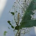 Volks- und chemische Methoden im Umgang mit Seidenraupenraupen an Apfelbäumen, Prävention