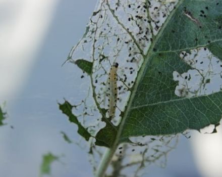 Liaudies ir cheminiai šilkaverpių vikšrai ant obelų, jų prevencija