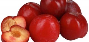 Descrição e características da variedade de ameixa Red Ball, plantio e cuidado