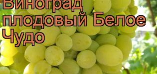 Opis i charakterystyka, pochodzenie odmiany winogron White Miracle i zasady uprawy