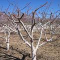 Comment nourrir les abricots en été, au printemps et en automne pendant la fructification et après la récolte, comment fertiliser