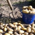Кога можете да копаете млади картофи след цъфтежа?
