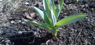 Beschreibung der Zwiebel-Knoblauch-Sorte Suworowski (Anzur), ihre Eigenschaften