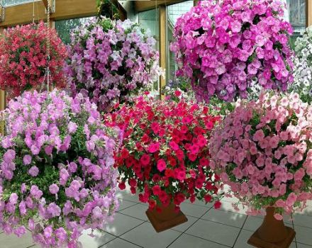 Mô tả và đặc điểm của các giống dạ yên thảo, phân loại loài và màu sắc