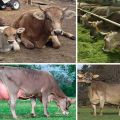 Descrizione e caratteristiche delle mucche svedesi, caratteristiche del contenuto