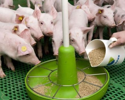 Was ist das Mischfutter für Ferkel und Schweine aus, Arten und die besten Produzenten