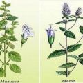 Qual é a diferença e qual é a diferença entre hortelã e erva-cidreira, que é mais saudável