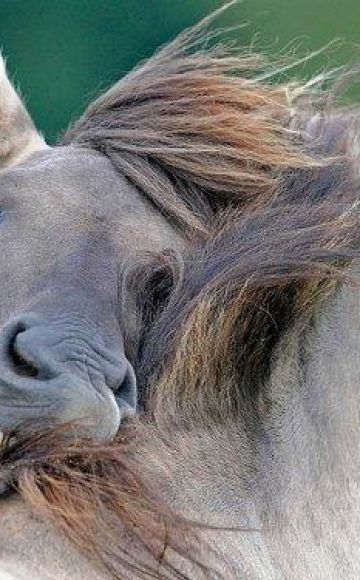 Infektionswege und Symptome einer Pferdezuchtkrankheit, Behandlungsanweisungen