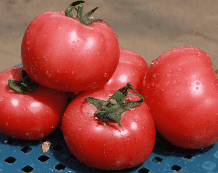Beschreibung der Tomatensorte Esmira, ihrer Eigenschaften und Produktivität