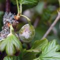 Cause di malattie e parassiti di uva spina, trattamento e controllo di loro