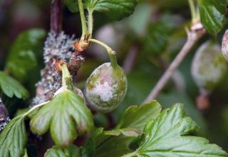 Ursachen von Krankheiten und Schädlingen von Stachelbeeren, Behandlung und Bekämpfung von ihnen