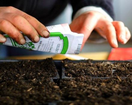 Hur man såar tomater för plantor steg för steg