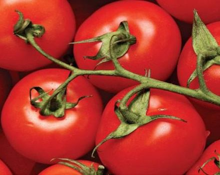 Kjennetegn og beskrivelse av tomatvarianten til Tarasenko-hybrid, dens utbytte
