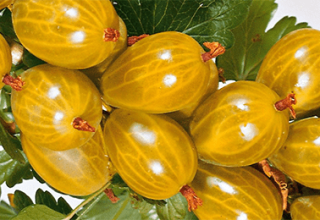 Beschreibung und Eigenschaften der Sorte Amber Stachelbeere, Anbau und Vermehrung