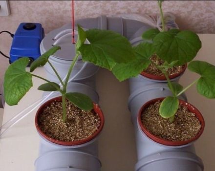 The technology of growing cucumbers in hydroponics at home