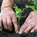 Thời điểm thích hợp để trồng cây giống cà chua trong nhà kính