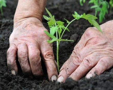 Der richtige Zeitpunkt, um Tomatensämlinge für das Gewächshaus zu pflanzen