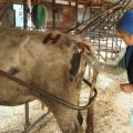 Technique and features of rectal examination of a cow for pregnancy