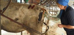 Technique and features of rectal examination of a cow for pregnancy