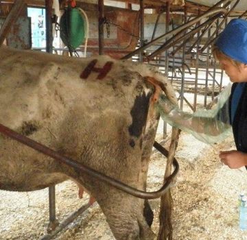 Technique and features of rectal examination of a cow for pregnancy