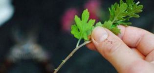 Regras para transplante de crisântemos no outono para outro lugar e termos para terreno aberto