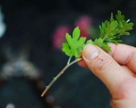 قواعد زرع الأقحوان في الخريف في مكان آخر وشروط الأرض المفتوحة