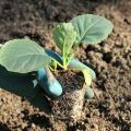 Cómo plantar repollo correctamente en campo abierto.