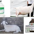 Gebrauchsanweisung und Dosierung von Oxytocin, wann die Ziege und Analoga zu geben sind