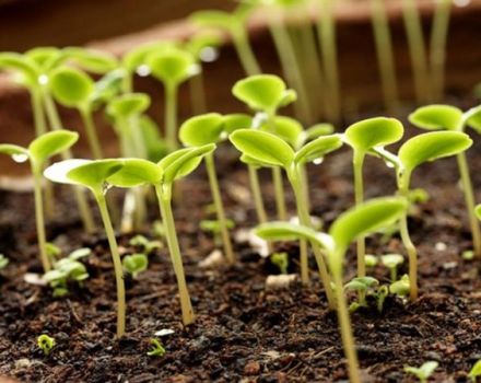 Como germinar corretamente as sementes de tomate antes do plantio