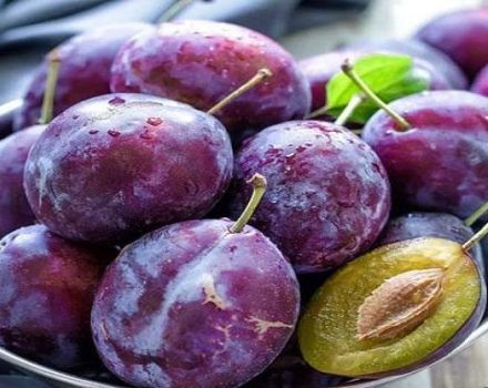 Опис и карактеристике мађарских сорти шљиве, садња и нега