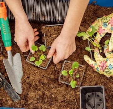 Lunar sowing calendar of planting gardener for august 2020