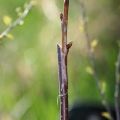 How to propagate cherries with green cuttings and layering at home