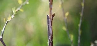Come propagare le ciliegie con talee verdi e stratificazione a casa
