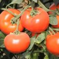 Descrição da variedade de tomate Axiom f1, suas vantagens e cultivo