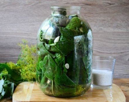 TOP 3 συνταγές για αγγούρια σε φύλλα χρένου με αναλυτική περιγραφή για το χειμώνα